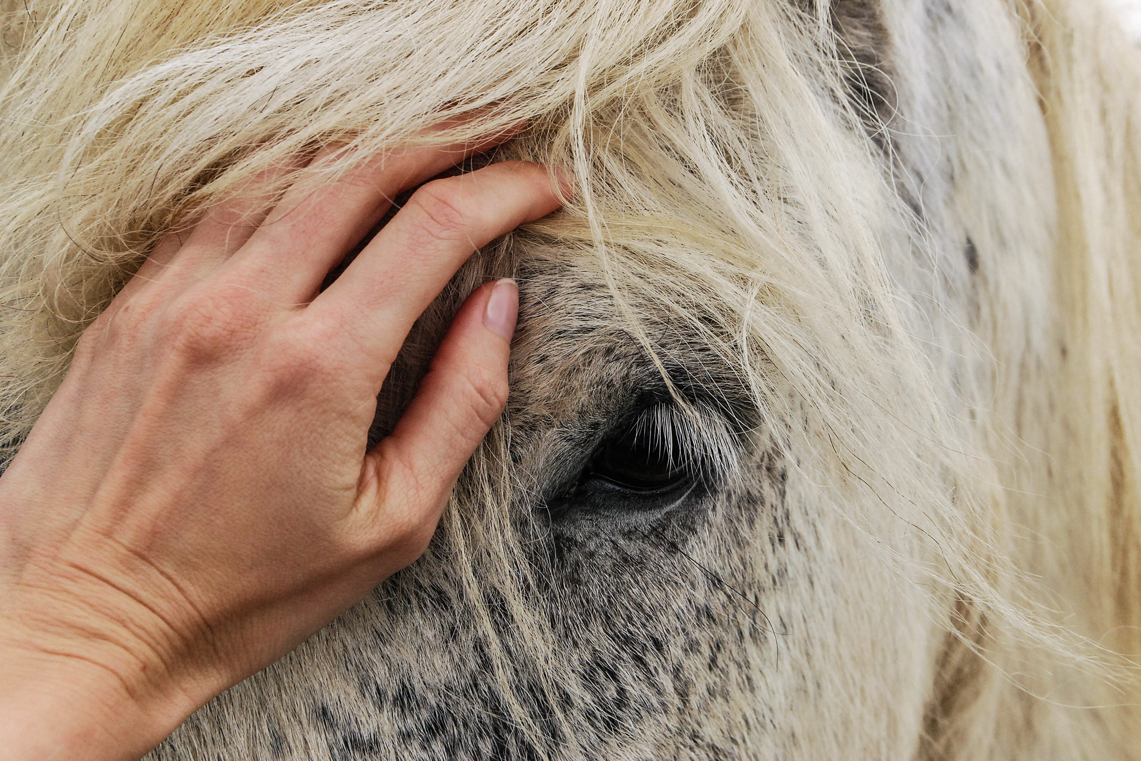 Pourquoi le cheval Pourquoi le cheval