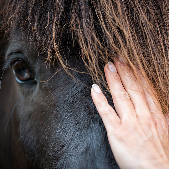 Thérapie Equine Thérapie Equine